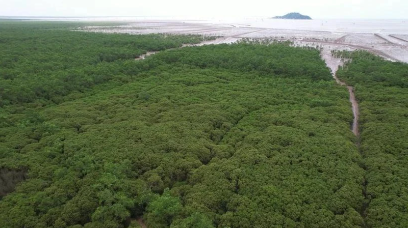 Le développement des forêts et des écosystèmes contribuera à améliorer l'absorption des gaz à effet de serre. Photo : VietnamPlus.