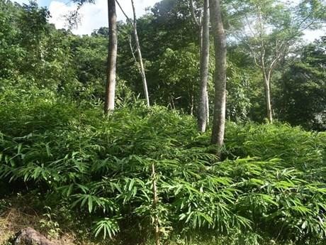La culture des plantes médicinales sous couvert forestier apporte des avantages économiques. Photo : VNA/CVN.
