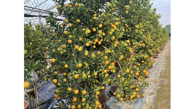 Le prix de kumquats cette année devrait, selon de nombreux jardiniers, augmenter de 20 à 40 %. Photo: VOV