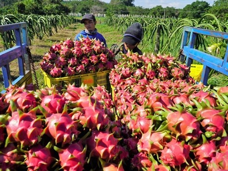Les fruits du dragon du Vietnam sont bien exportés en Chine. Photo : kinhtedothi