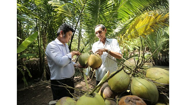 L'industrie vietnamienne de la noix de coco est classée 4e en valeur totale sur le marché mondial de la noix de coco. Photo d'illustration : VGP.