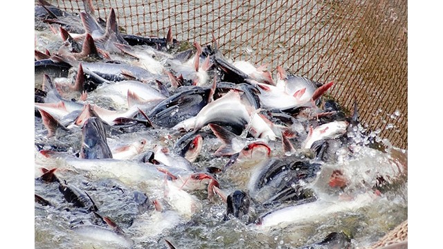 Les exportation de produits de mer vers le marché britannique affichent une augmentation à deux chiffres. Photo : congthuong.vn