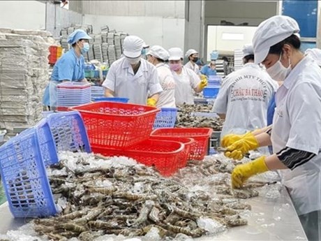 Transformations des crevettes à exporter. Photo : VNA