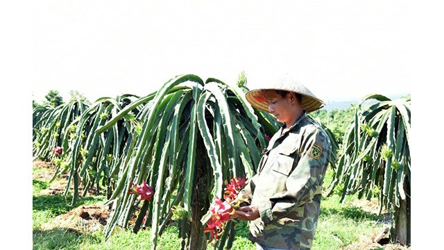 Le fruit du dragon est l'un des principaux produits d'exportation de Son La. Photo : congthuong.vn