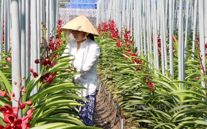 Soin des orchidées dans une ferme à Hô Chi Minh-Ville. Photo : VNA.