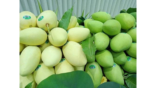 Le Vietnam est le 3e plus grand marché fournisseur de mangues pour la République de Corée. Photo : congthuong.vn