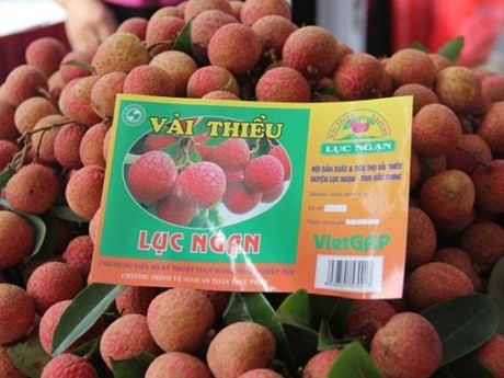 Litchis "thieu" de Luc Ngan, Bac Giang. Photo: VNA