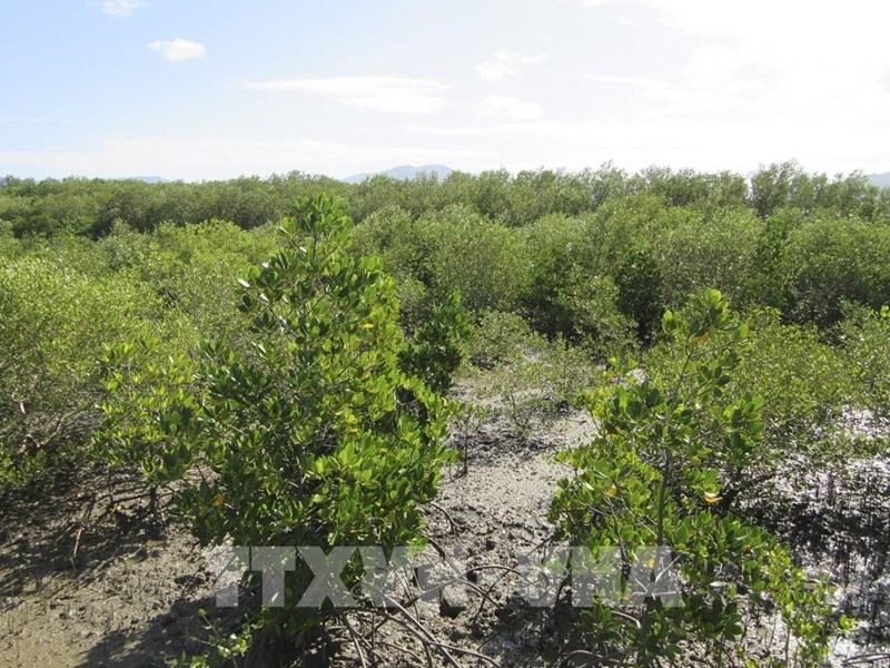 Plantation des mangroves pour restaurer les écosystèmes et répondre au changement climatique dans la région de Dam Nai (district de Ninh Hai, province de Ninh Thuan) Photo : VNA 