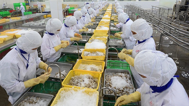 Transformation de fruits de mer pour l'exportation chez la compagnie par actions Cafatex Seafood Joint à Hâu Giang. Photo : NDEL.