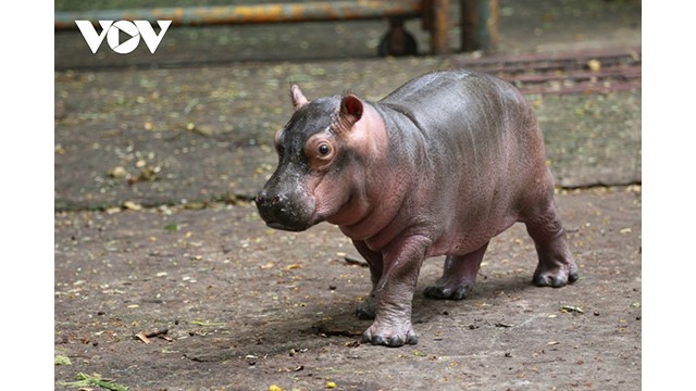 Le bébé est un mâle, il pesait 25kg à la naissance. Photo : VOV.