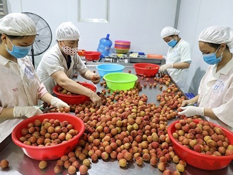 Des ouvriers trient des litchis destinés à l'exportation à la Global Food Joint Stock Company, dans le district de Luc Ngan (province de Bac Giang, au Nord du Vietnam). Photo : VNA.