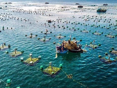 Le Vietnam jouit d’un long littoral et d’une surface d’eau suffisante pour développer l’aquaculture en eau saumâtre et en eau douce. Photo : vneconomy.vn