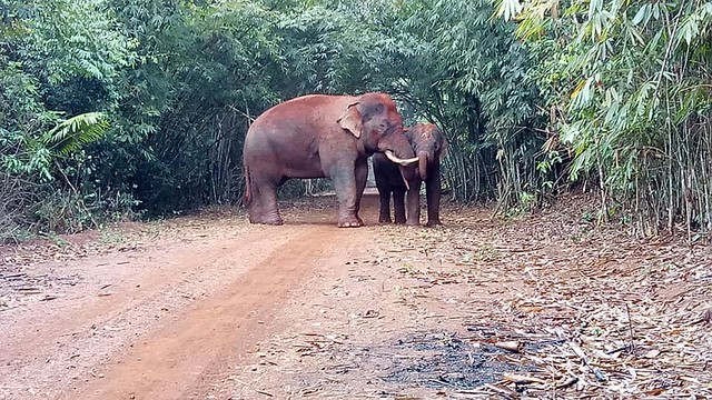 Des éléphants d'Asie dans la zone de conservation des éléphants de Quang Nam. Photo : Zone de conservation des éléphants de Quang Nam.