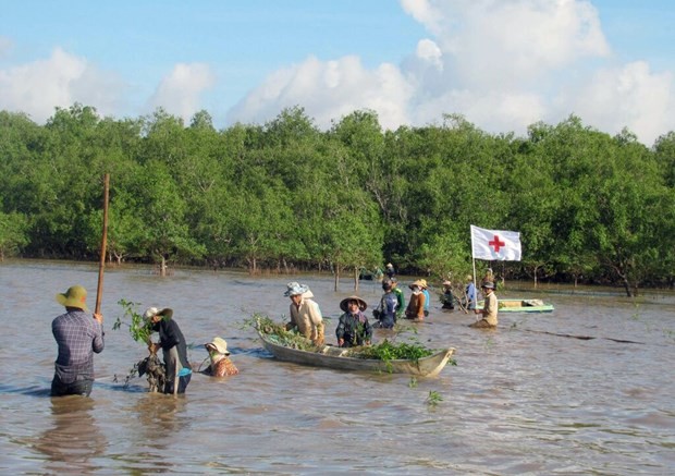 Préserver la mangrove verte : une urgence écologique dans le delta du Mékong