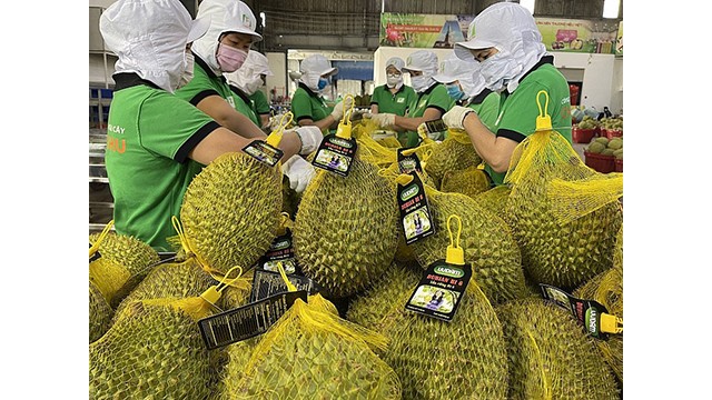 Le durian a été le produit d'exportation clé vers la Chine. Photo : congthuong.vn