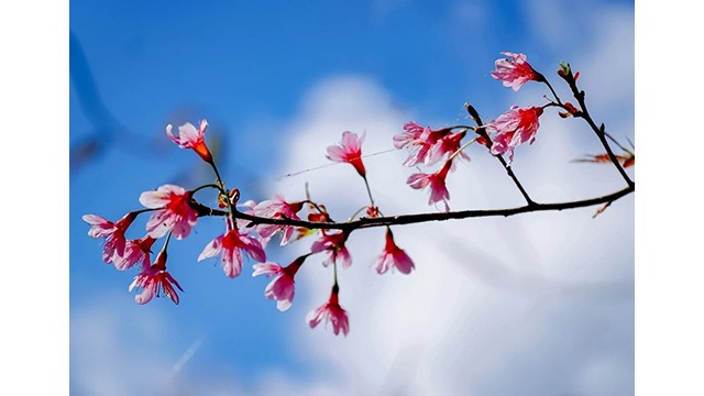 Des fleurs de prunus cerasoides est une espèce florale qui a de nombreuses significations dans la vie des H’Mông. Photo : thoidai.com.vn