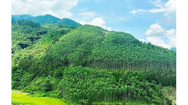 Le Vietnam a vendu avec succès 10,3 millions de crédits de carbone forestier. Photo : vneconomy.vn