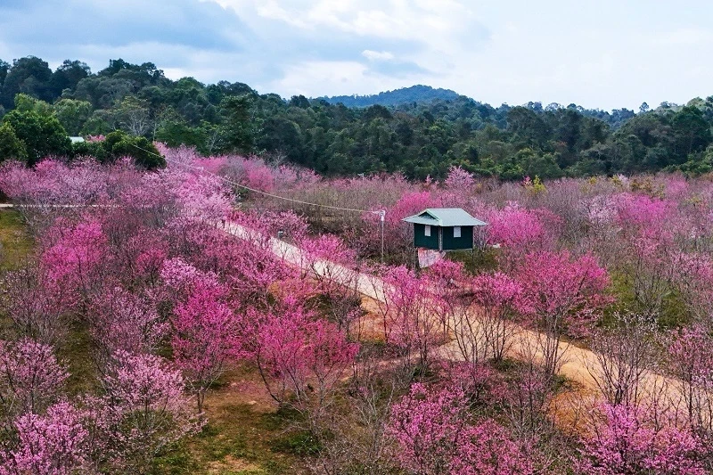 L'île aux fleurs de cerisier brillantes de Pa Khoang. Photo : NDEL.