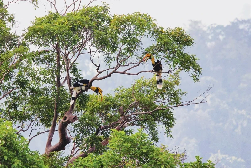 Le Vietnam compte 10 aires protégées et conservées participant au programme de la Liste verte. Photo : Le parc national de Cat Tiên. 