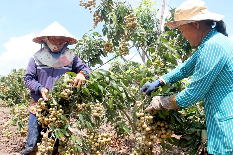  Les agriculteurs de la province de Soc Trang et leur jardin de longanes cultivés selon les normes VietGAP. Photo : NDEL.