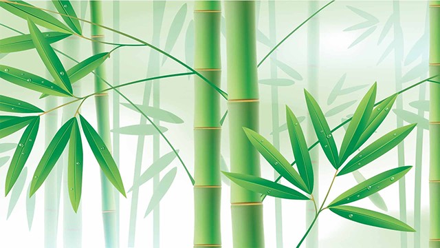 Des bambous ayant une forte croissance peuvent être trouvés dans toutes les régions du Vietnam. Photo : baoquocte.vn