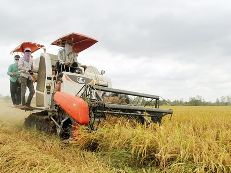 Récolte du riz dans le delta du Mékong. Photo : journal de Can Tho