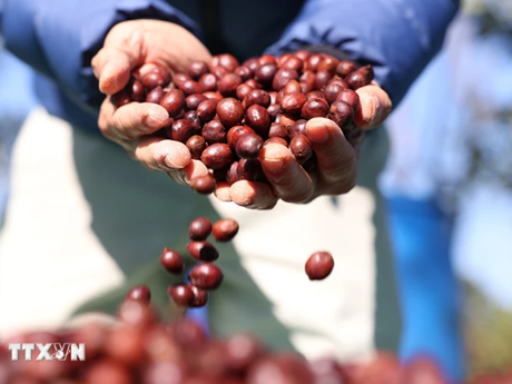 Le Vietnam devient le deuxième fournisseur de café de l'UE. Photo: VNA