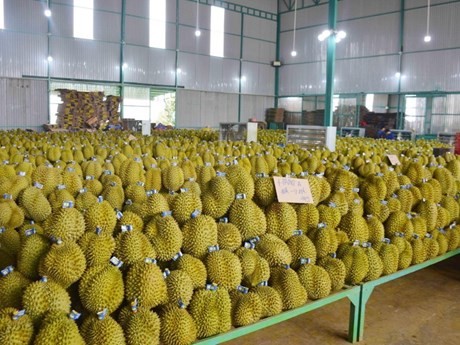 Au premier trimestre, le chiffre d'affaires des exportations de durian a atteint 254 millions de dollars, soit une augmentation de 66 % sur un an. Photo : VNA.