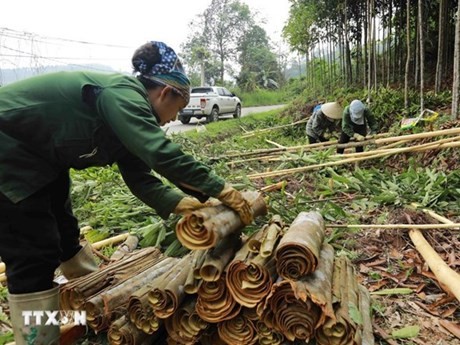 Récolte de la cannelle dans la province de Lào Cai. Photo : VNA