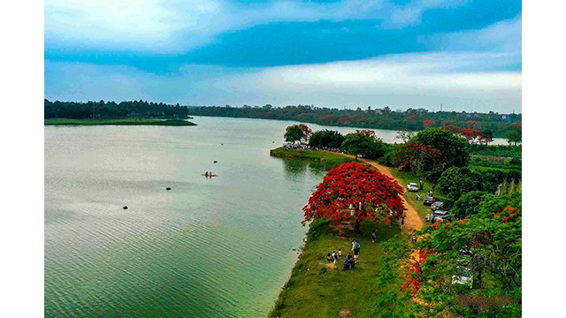 L’atmosphère paisible du lac Vân Tri, avec ses fleurs de flamboyants rouges, est loin de l’agitation du centre-ville. Photo : toquoc.vn