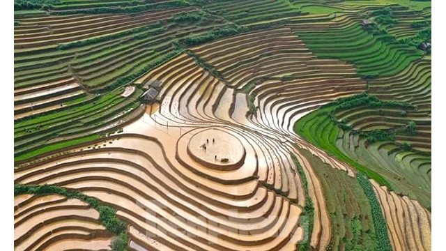 Les rizières nouvellement plantées sont vertes, entrelacés de lits de terre brune scintillant d'eau. Photo: tienphong.vn