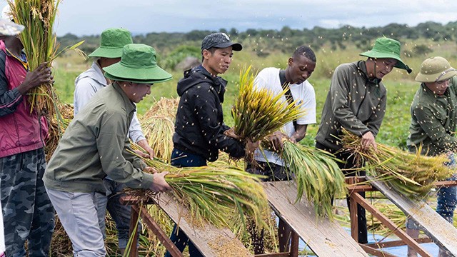 Les habitants angolais et Team Africa récoltent le riz et tiennent dans leurs mains les fruits qu'ils avaient semés. Photo : baoquocte.vn