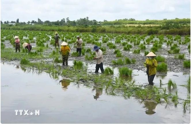 Les agriculteurs de Cà Mau commencent à planter du riz sur des terres d'élevage de crevettes. Photo : VNA.