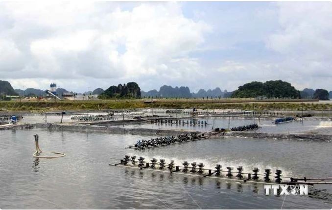 Un élevage de crevettes dans la province côtière de Quang Ninh. Photo : VNA.