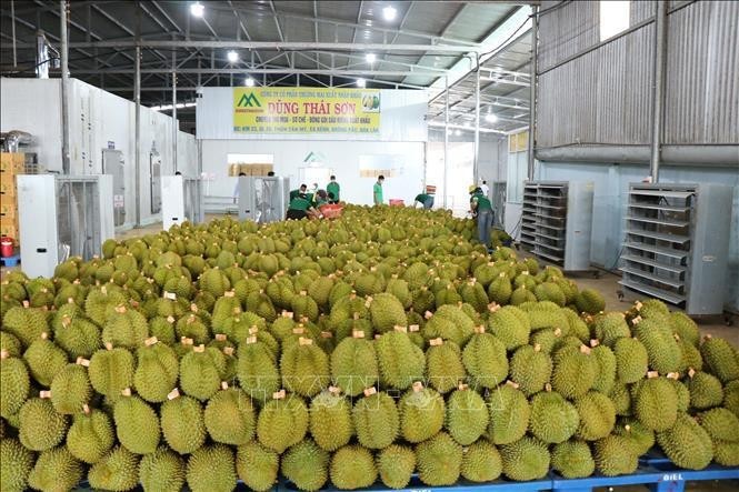 Le durian exporté vers la Chine. Photo : VNA.