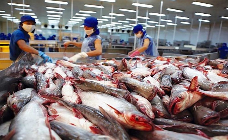 Les exportations de pangasius devraient croître dans les temps à venir. Photo : baodautu.vn