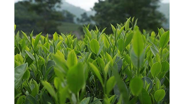 Le marché de Taiwan (Chine) achète le plus de thé du Vietnam. Photo d'illustration : congthuong.vn