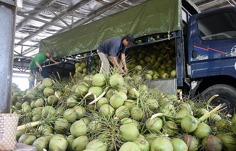 Les exportations des noix de coco fraîches créent une nouvelle opportunité pour le secteur économique clé de la province de Bên Tre. Photo : congthuong.vn