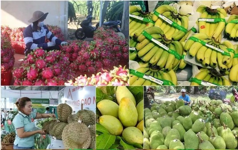 De nouveaux marchés aident les exportations de fruits à atteindre des revenus record