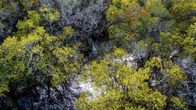 La mangrove de Rú Chá est la plus belle vers septembre chaque année. Photo : VOV.