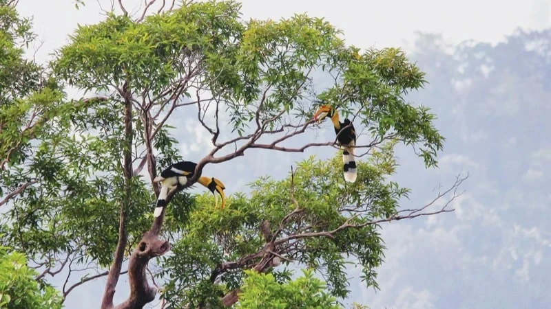  Le parc national de Cat Tiên est une zone importante qui effectue une surveillance de la biodiversité depuis le début des années 2000. Photo : Parc national de Cat Tiên. 