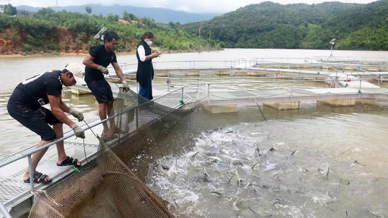 L'aquaculture joue un rôle important dans l'économie, car elle est actuellement confrontée à des défis majeurs de changement climatique et de dégradation de l'environnement. Photo: vneconomy.vn