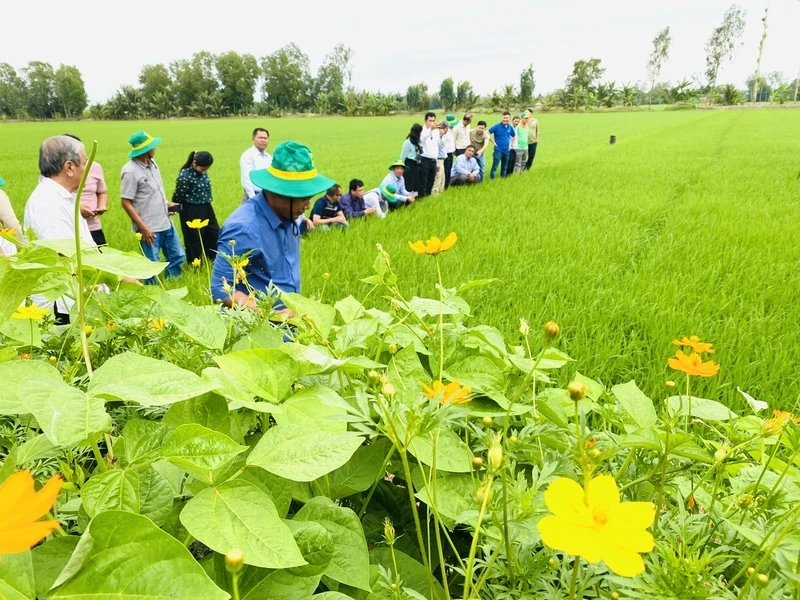 Les modèles pilotes provinciaux seront déployés en 2024. Photo : nhandan.vn