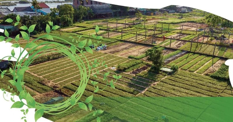 OMT : Le bonheur est dans le village maraîcher de Trà Quê