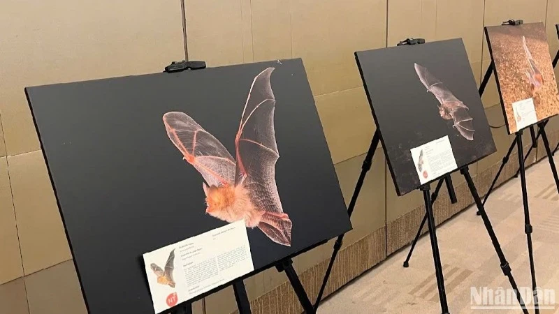 Les photos des espèces de chauves-souris exposées lors de la conférence. Photo : nhandan.vn