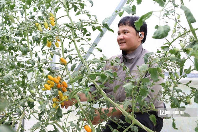 Nguyên Tuân Anh à côté de son jardin de tomates. Photo: nguoiduatin.vn