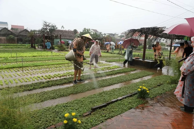 Les délégués expérimentent le travail de fermier au village de légumes Trà Quê, à Hôi An, province de Quang Nam. Photo : TITC