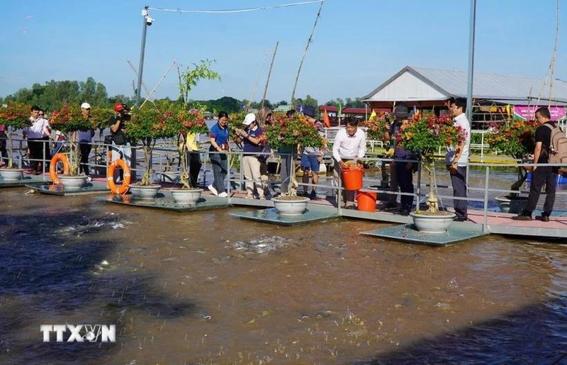 Le delta du Mékong se profile comme l'un des territoires touristiques les plus dynamiques du Vietnam en 2024, avec une croissance spectaculaire qui ne cesse de surprendre les observateurs. Photo : VNA.