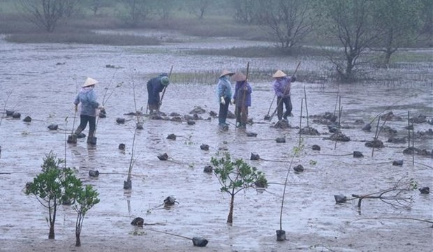 Lancement d'un projet de restauration des mangroves à Ninh Binh financé par la R. de Corée. Photo : VNA.