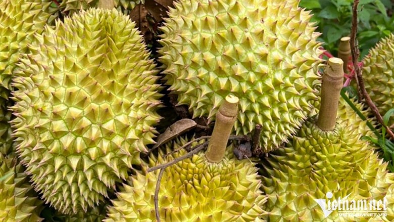 Le durian est l'un des fruits préférés des consommateurs japonais. Photo : Vietnamnet.vn 